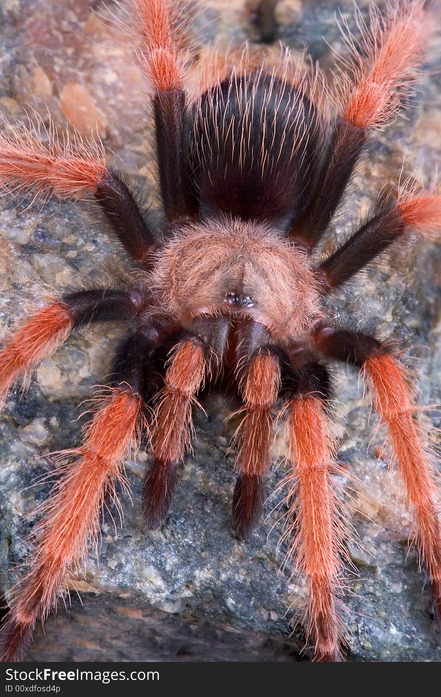 A young mexican fireleg tarantula is crawling over a rock. A young mexican fireleg tarantula is crawling over a rock.