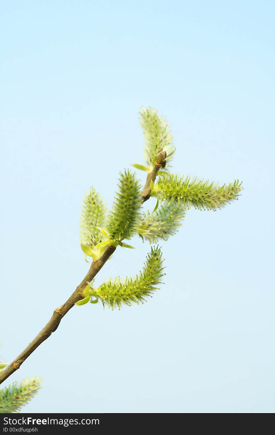 Blossom spring tree,blue sky, branch. Blossom spring tree,blue sky, branch.