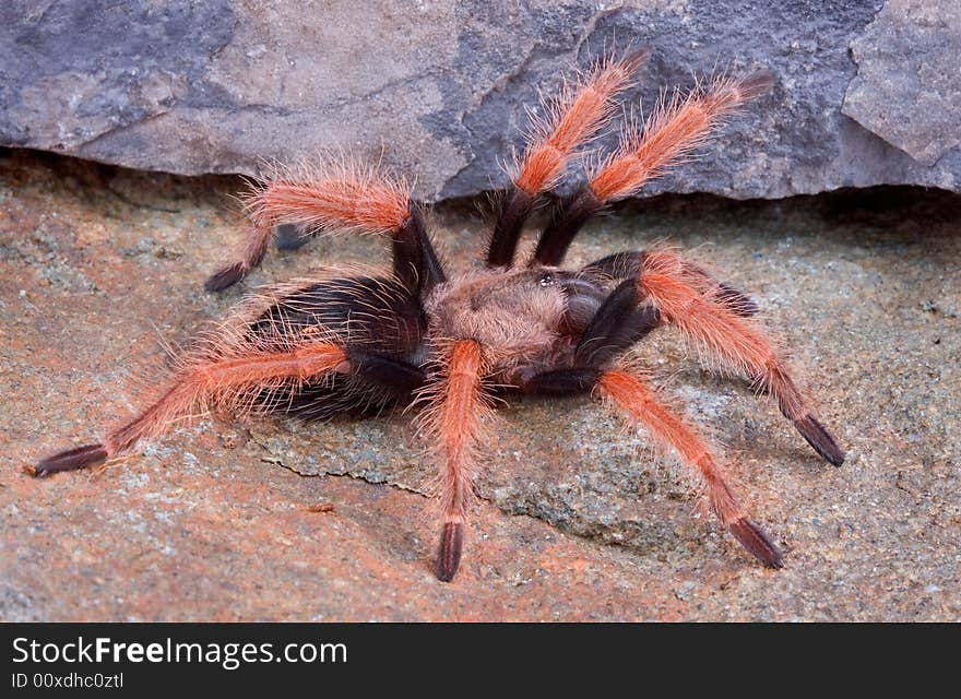 A young Mexican fireleg tarantula is crawling over rocks. A young Mexican fireleg tarantula is crawling over rocks.