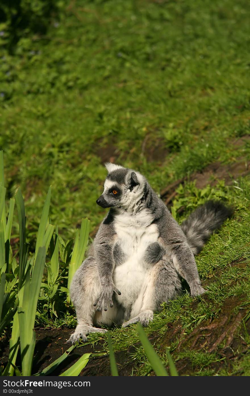 Ring tailed lemur