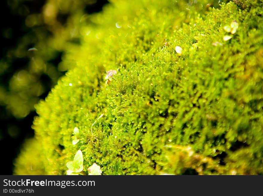 Green - yellow moss