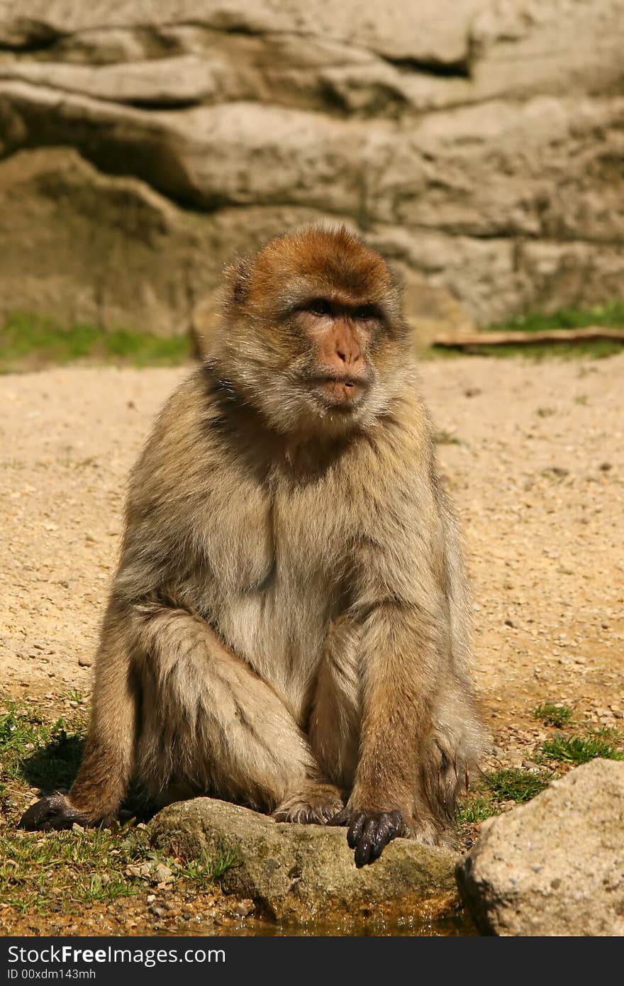 Barbary Macaque monkey