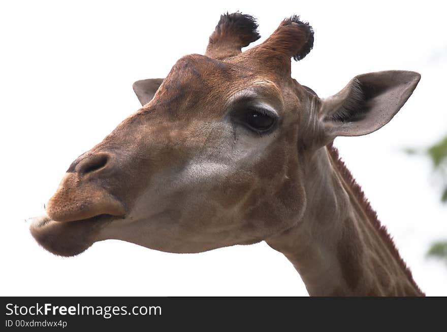 Close up of a giraffe chewing. Close up of a giraffe chewing.