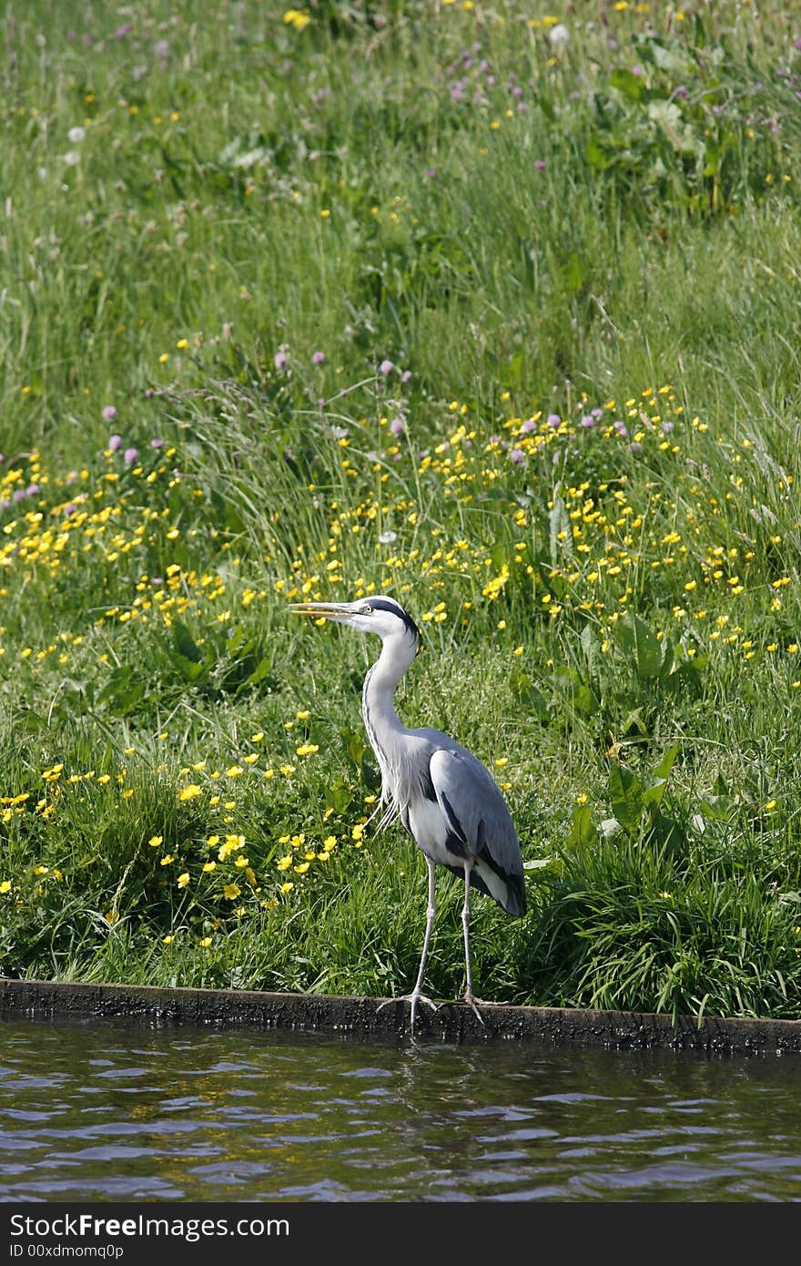 Grey heron at river front with green grass and flowers in back. Grey heron at river front with green grass and flowers in back