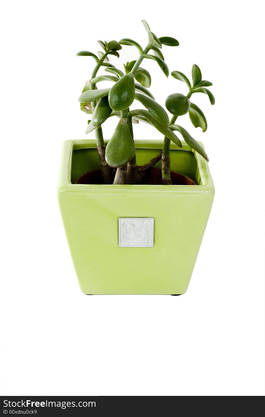 A green plant in a green pot on an isolated background. A green plant in a green pot on an isolated background.