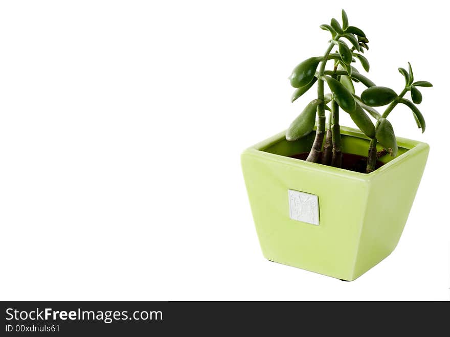 A green plant in a green pot on an isolated background. A green plant in a green pot on an isolated background.