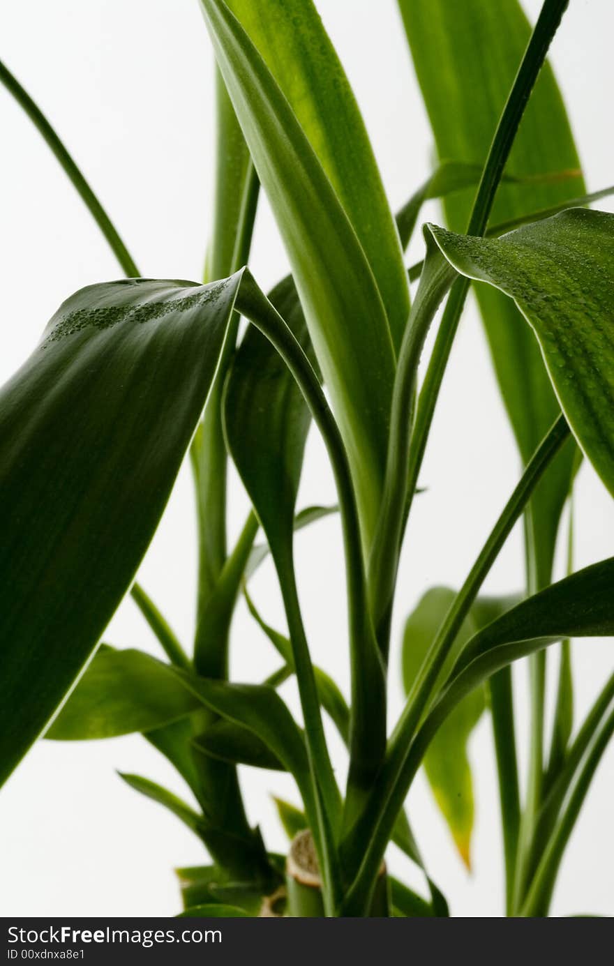 Green Leaves isolated on a white background.