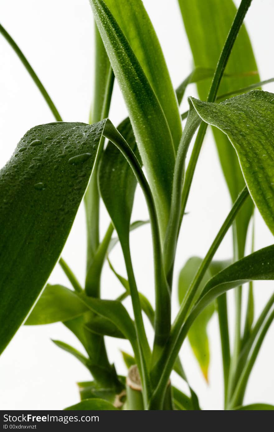 Green Leaves with rain droplets isolated on a white background.