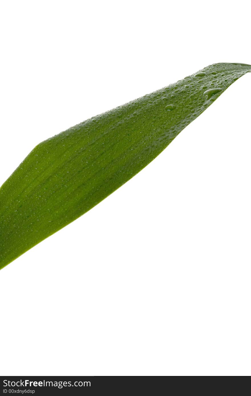 Green Leaf with rain droplets isolated on a white background.