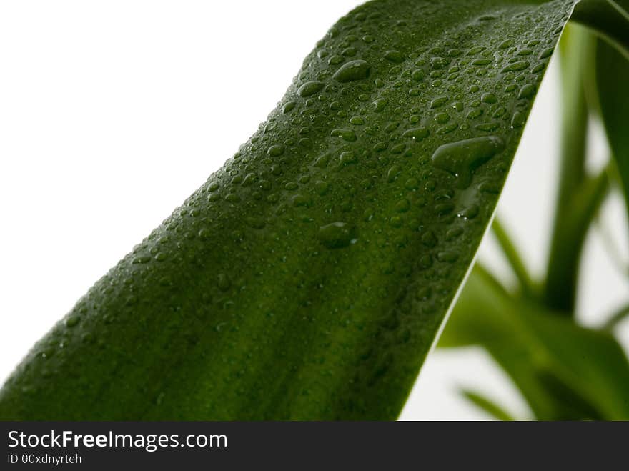 Green Leaves with rain droplets isolated on a white background.