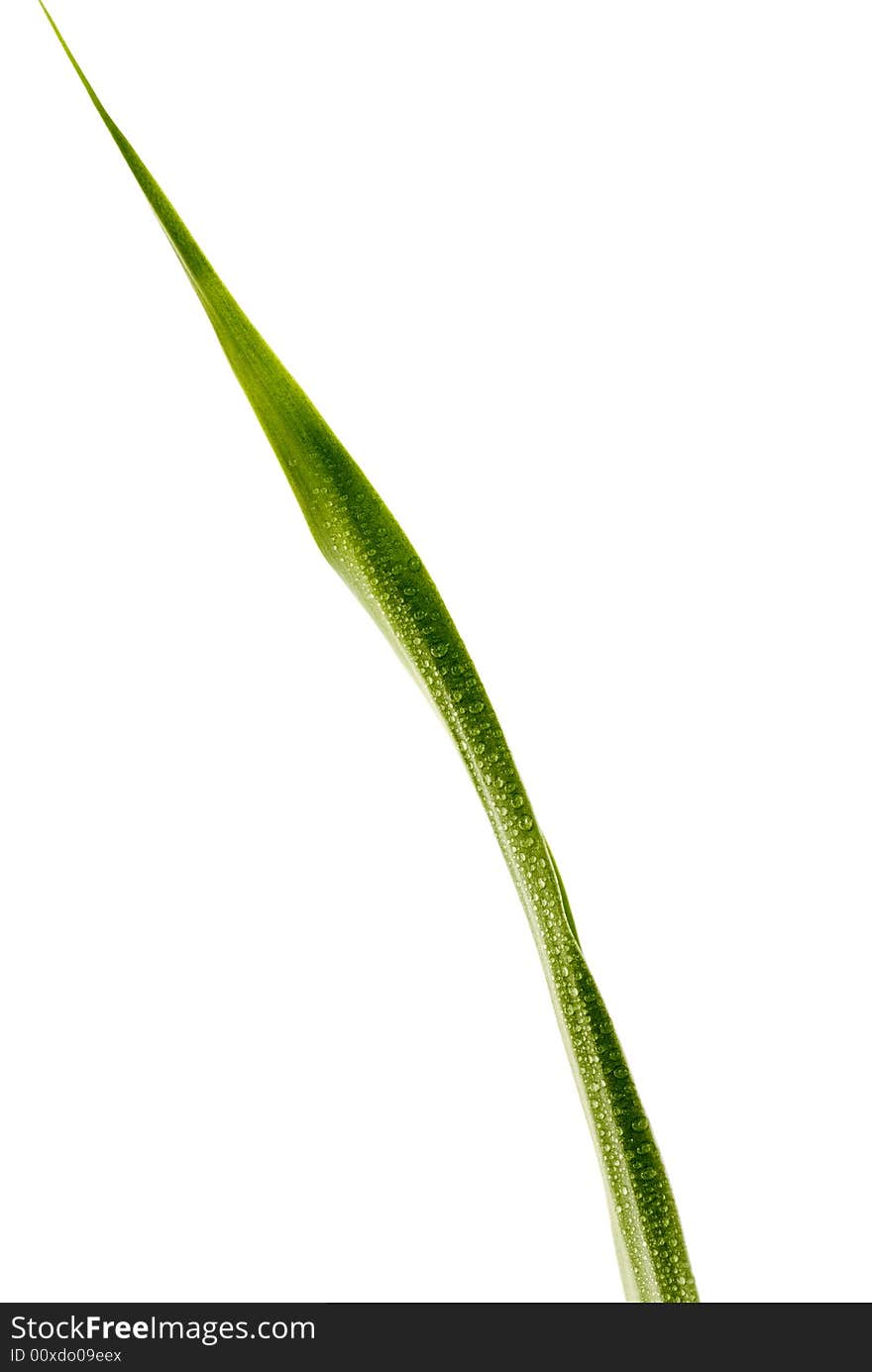 Green Leaf with rain droplets isolated on a white background.