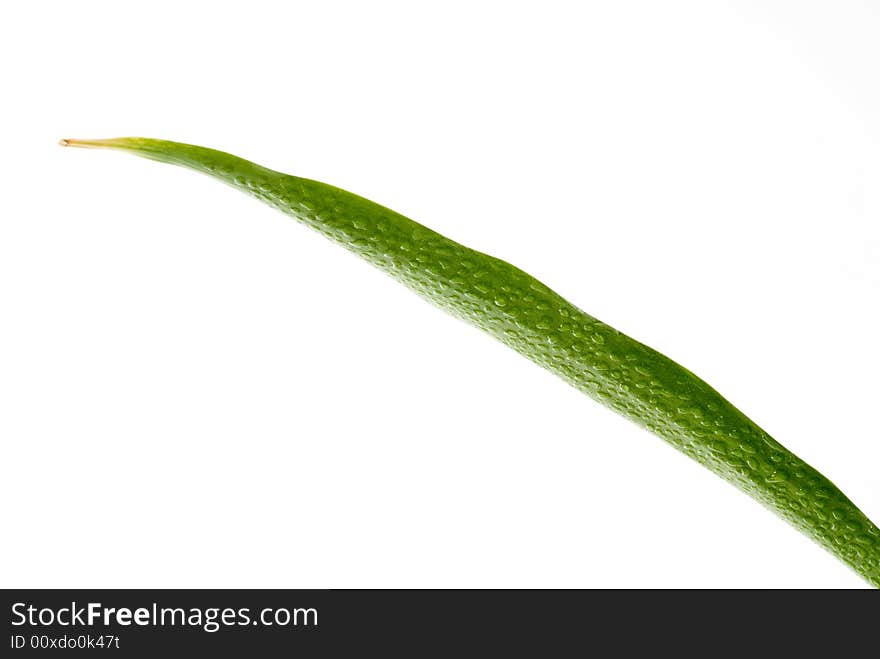 Green Leaf with rain droplets isolated on a white background.