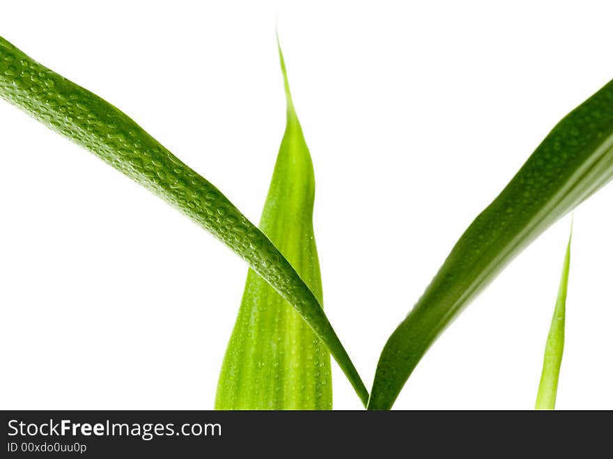 Green Leaves with rain droplets isolated on a white background.