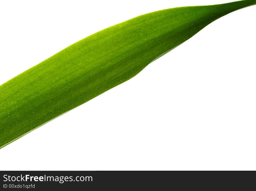 Green Leaf isolated on a white background.