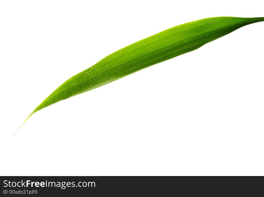 Green Leaf isolated on a white background.