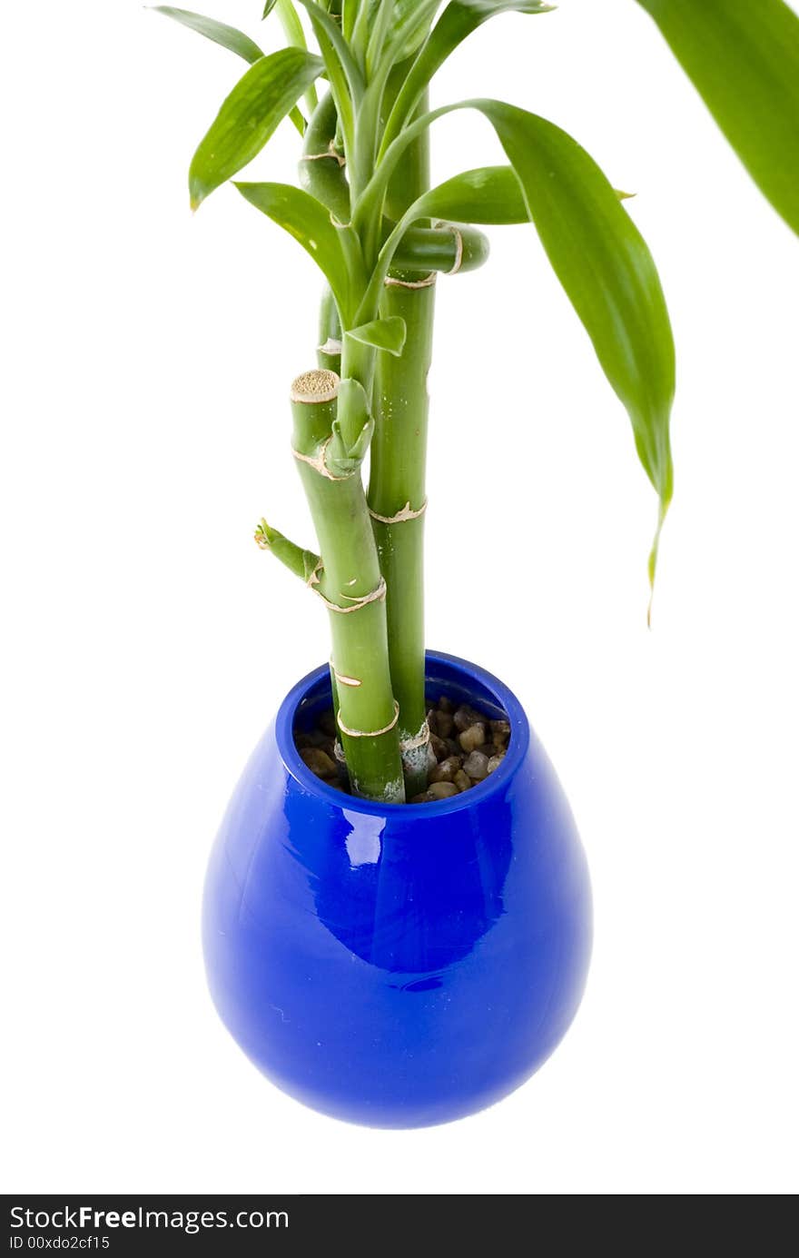 A green plant in a blue vase on an isolated background. A green plant in a blue vase on an isolated background.