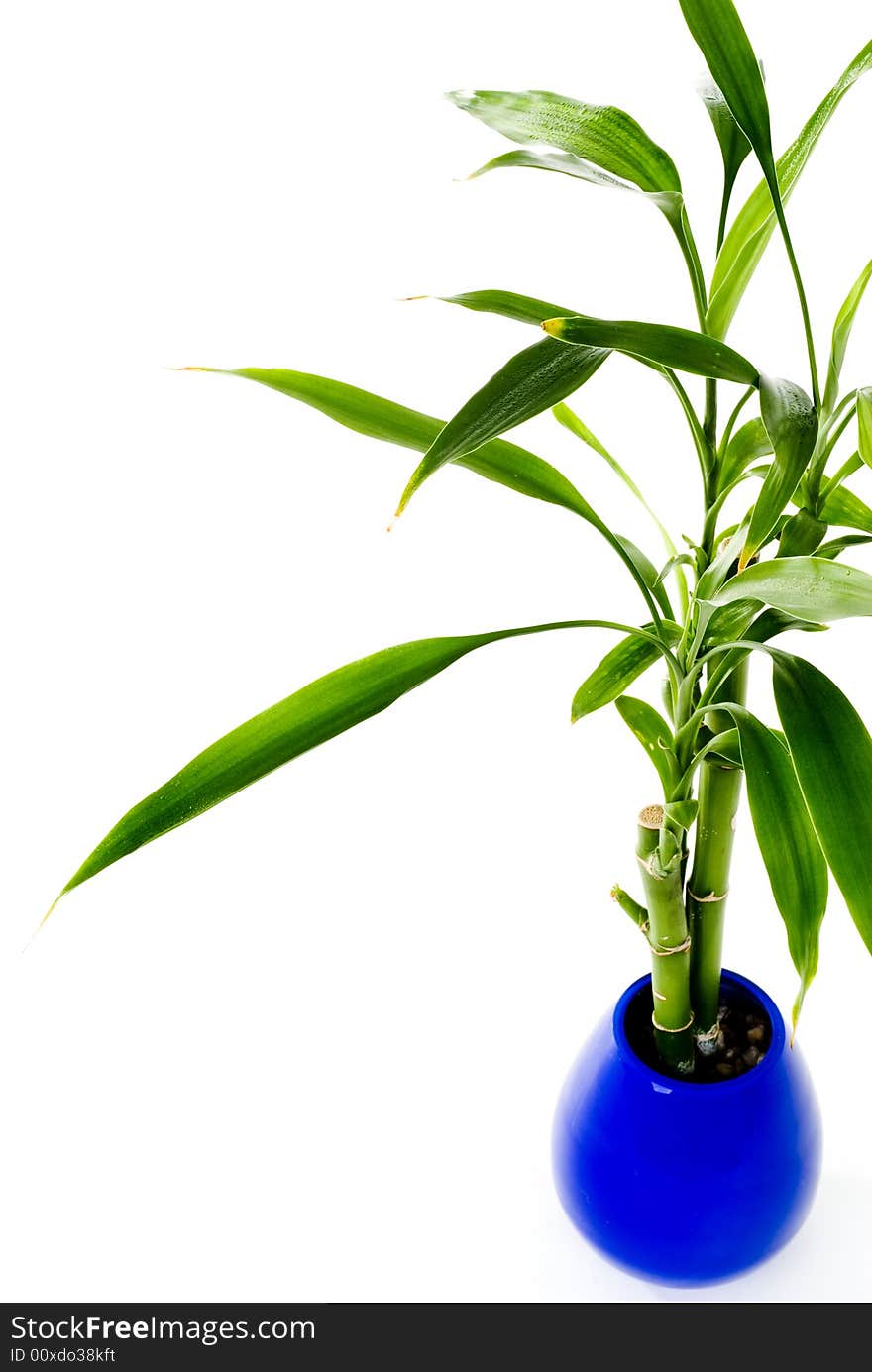 A green plant in a blue vase on an isolated background. A green plant in a blue vase on an isolated background.