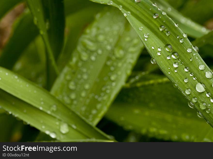 Green Leaves with rain droplets.