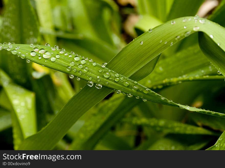 Green Leaves with rain droplets.