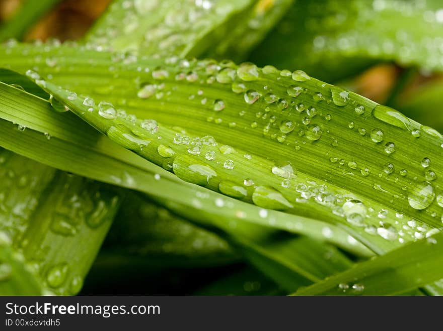 Green Leaves with rain droplets.