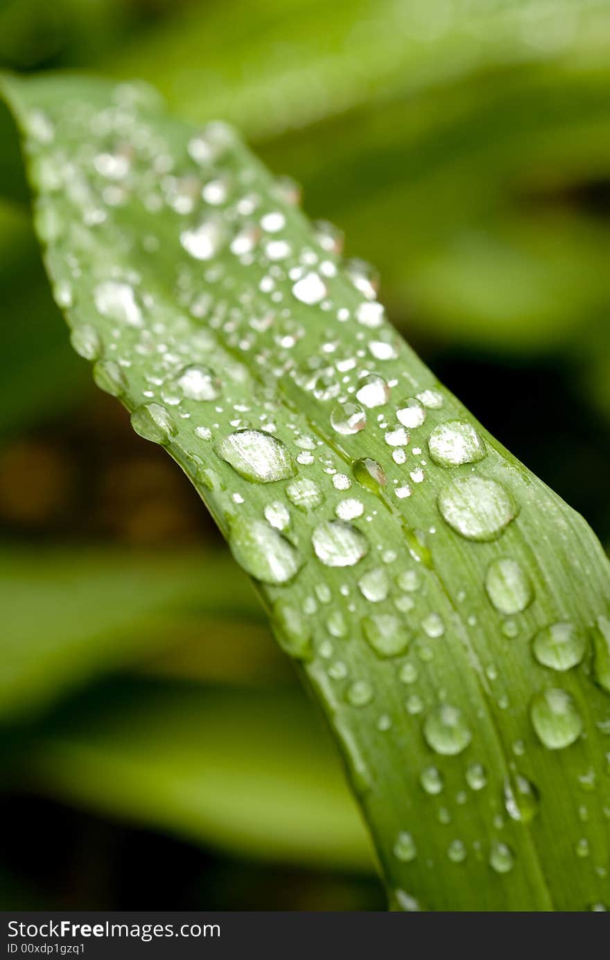 Green Leaf with rain droplets.