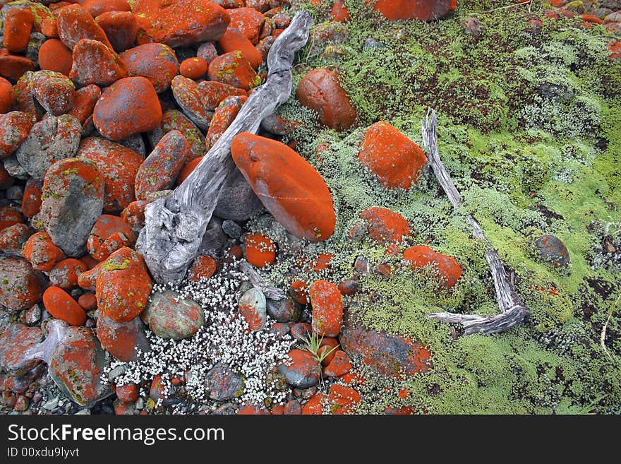 Unusual orange and green mossy carpet. Mossy carpet on rocks. Hollyford track. South Island. New Zealand. Unusual orange and green mossy carpet. Mossy carpet on rocks. Hollyford track. South Island. New Zealand