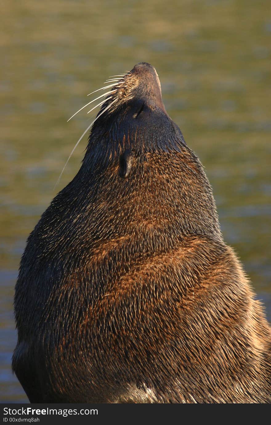 Close shot of a hairy sea lion. Taiaroa Head, South Island, New Zealand