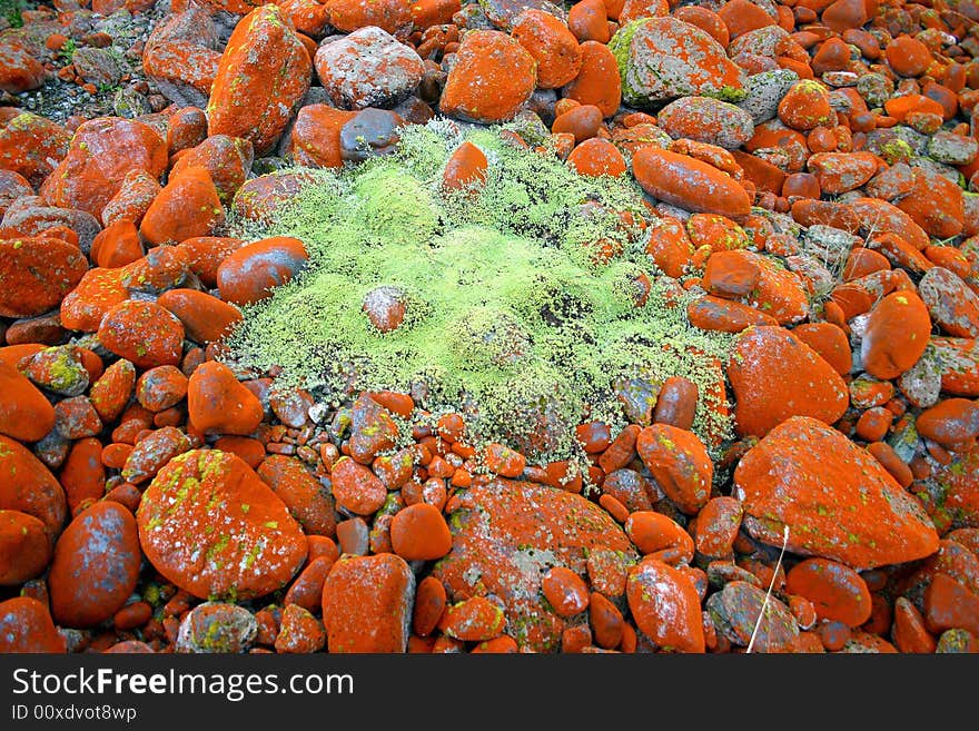 Mossy carpet on rocks