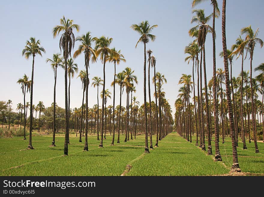 Palm trees growing in a row. Rural Peru scene