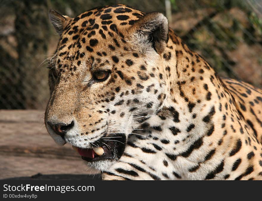 Leopard ready for attack. ZOO scene with wire fence in background.