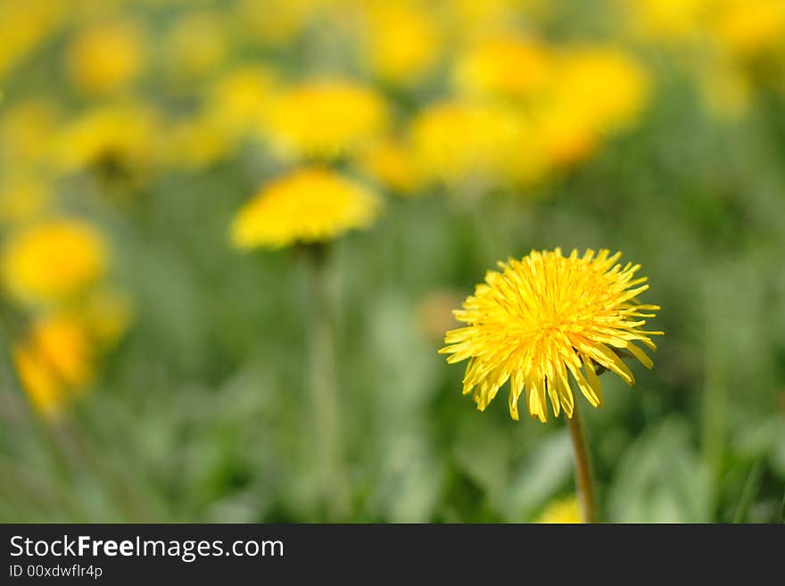 Meadow of yellow dandelions