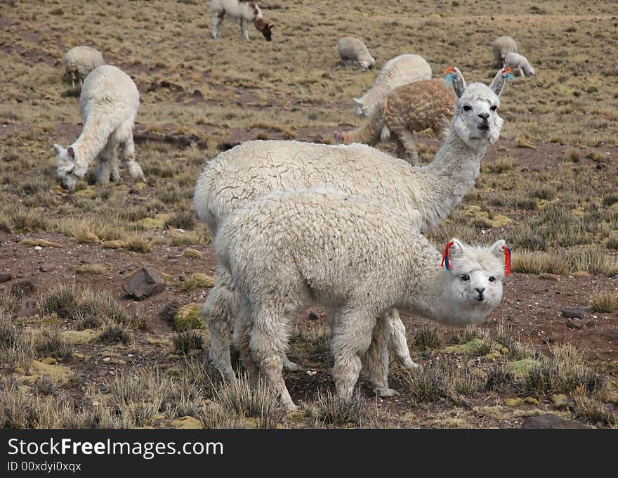 Curious Cute Alpacas pasture on the Andes grassland in Peru. Animal theme. Curious Cute Alpacas pasture on the Andes grassland in Peru. Animal theme.