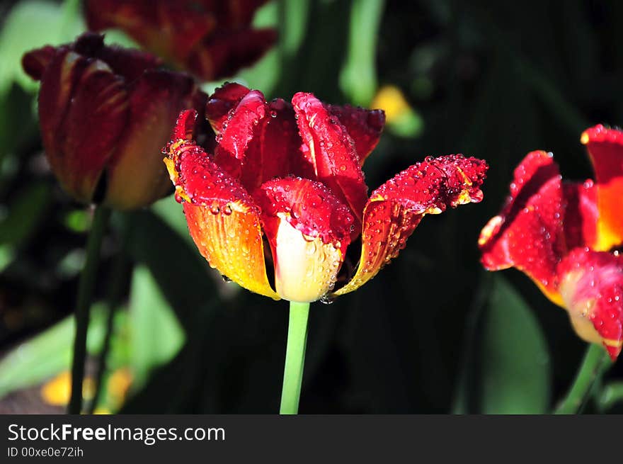 Red and Yellow Tulips at dawn