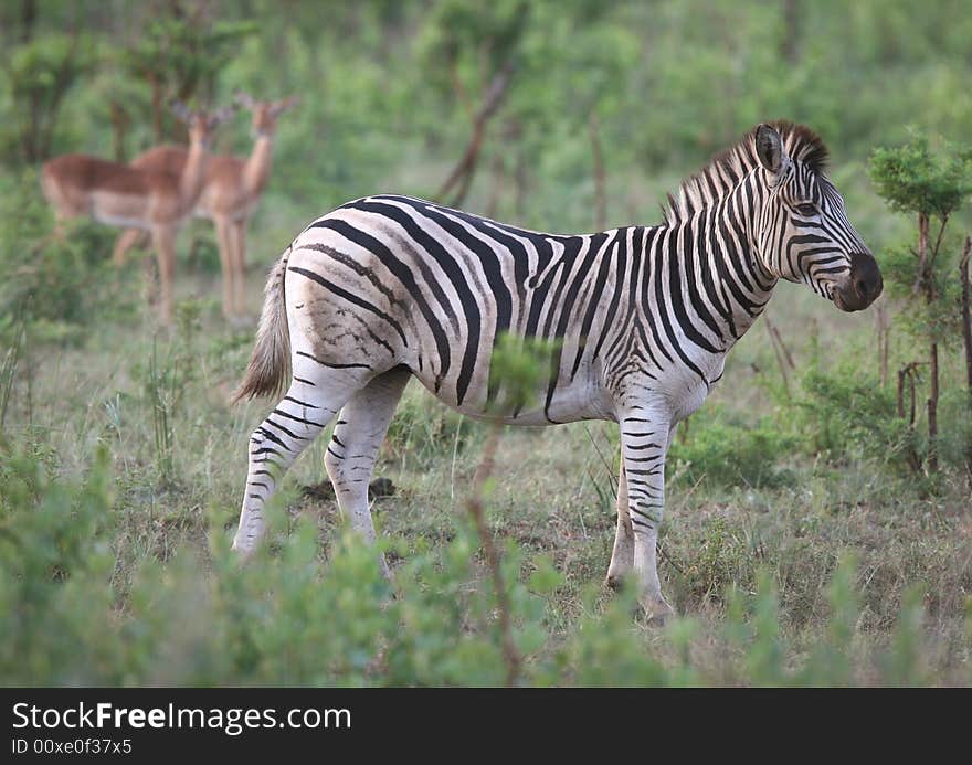 Burchell's zebra with two antelopes in background. Hluhluwe-Umfolozi National Park. Zululand. South Africa. Burchell's zebra with two antelopes in background. Hluhluwe-Umfolozi National Park. Zululand. South Africa.