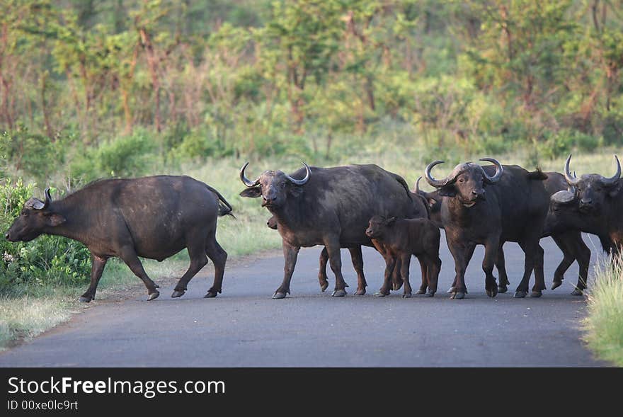 Herd of African buffaloes crossing the road. Hluhluwe-Umfolozi National Park. Zululand. South Africa.