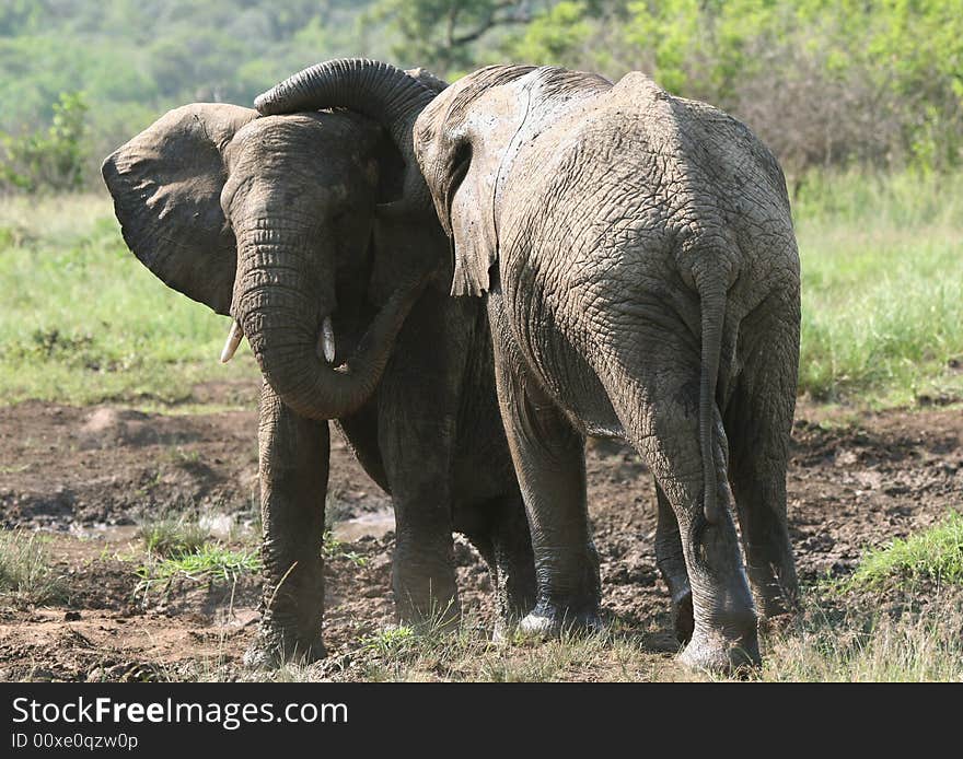 Two Elephants bathing with the mud. Hluhluwe-Umfolozi National Park. Zululand. South Africa. Two Elephants bathing with the mud. Hluhluwe-Umfolozi National Park. Zululand. South Africa.