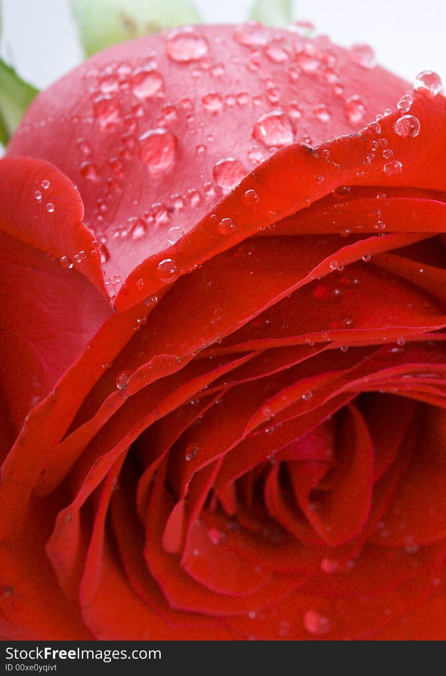 Red rose with drops of water isolated on a white