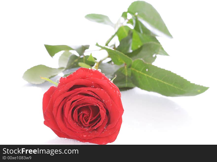 Red rose with drops of water isolated on a white background