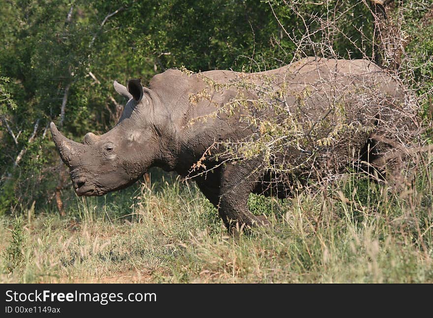 Rhino Coming From The Bush