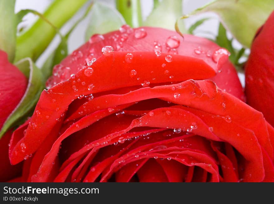 The red rose with drops of water