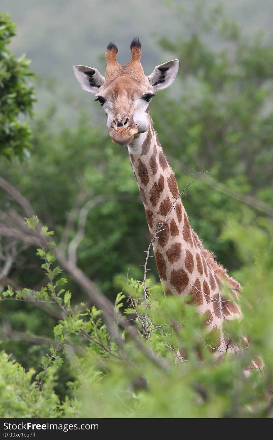 Giraffe (Giraffa camelopardalis) staring out the bush. Kruger park, South Africa. Giraffe (Giraffa camelopardalis) staring out the bush. Kruger park, South Africa