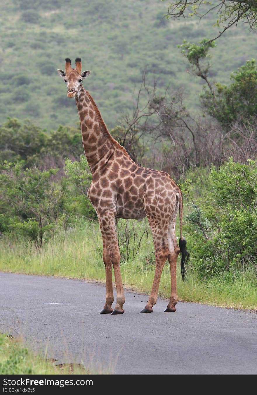 Giraffe (Giraffa camelopardalis) standing on a road and looking at camera. Kruger park, South Africa. Giraffe (Giraffa camelopardalis) standing on a road and looking at camera. Kruger park, South Africa