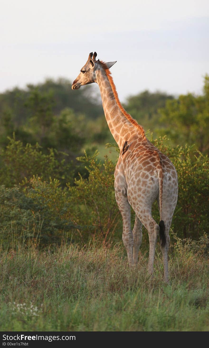 Giraffe (Giraffa camelopardalis) standing in grass. Kruger park, South Africa. Giraffe (Giraffa camelopardalis) standing in grass. Kruger park, South Africa