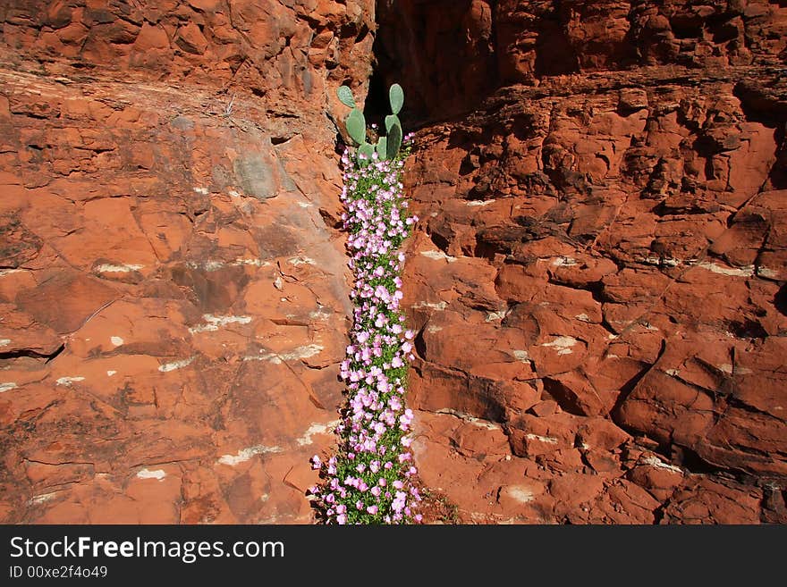 Spring in the desert showing cactus and spring flowers in bloom. Spring in the desert showing cactus and spring flowers in bloom