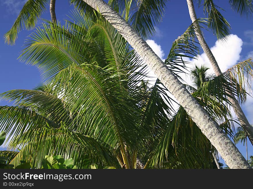 Palm frond with trees against blue cloudscape sky. Tahiti. French Polynesia. Palm frond with trees against blue cloudscape sky. Tahiti. French Polynesia