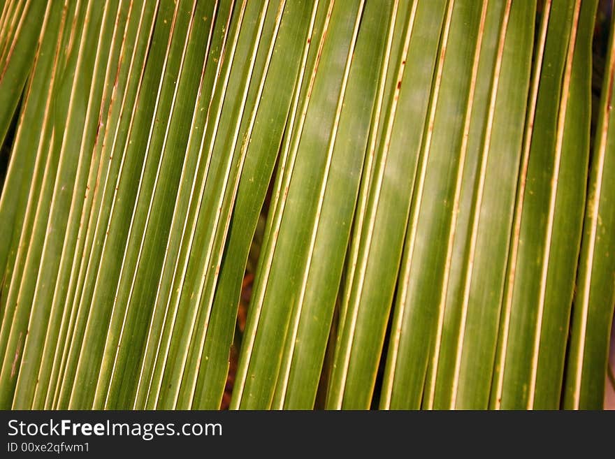 Palm fronds at sunset