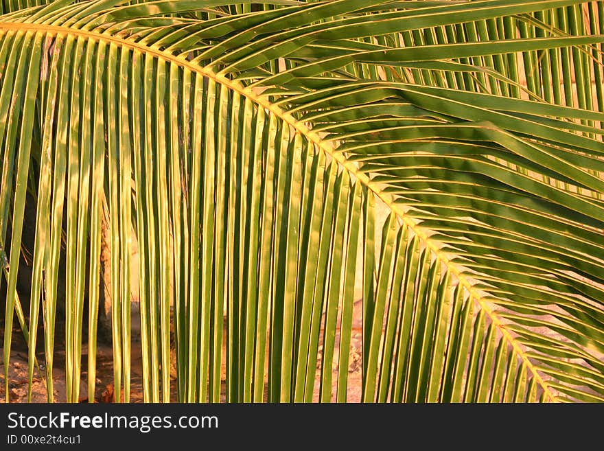 Palm fronds at sunset