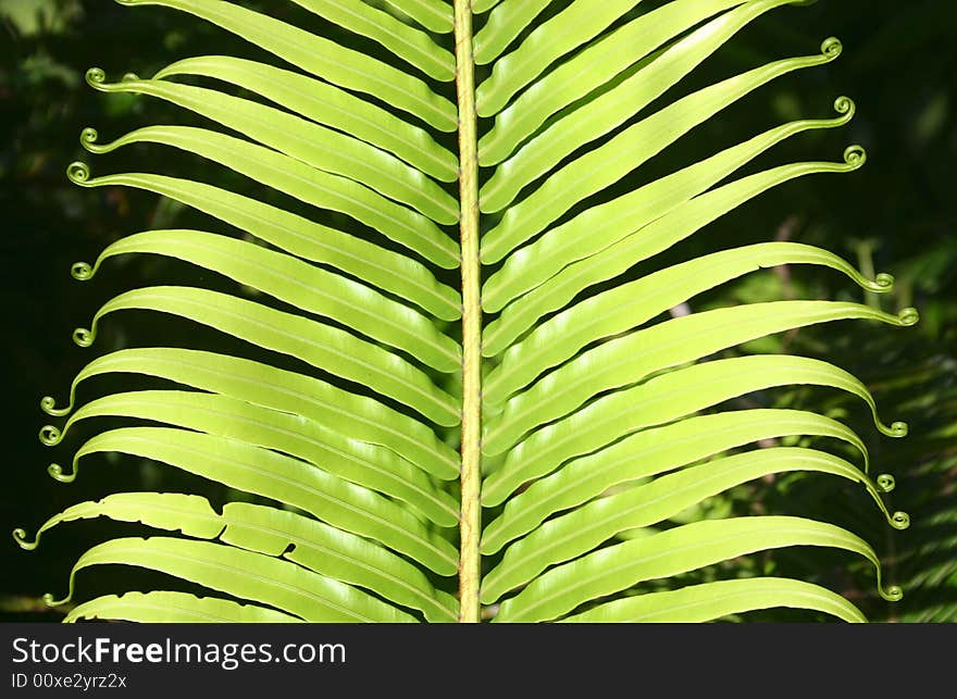 Dynamic frond composition, vibrant green background texture.