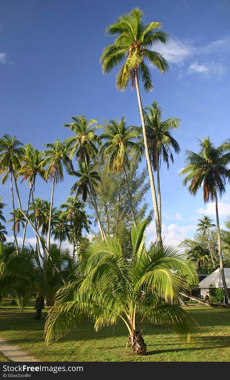 Palm trees in resort against blue cloudscape sky. Tahiti. French Polynesia