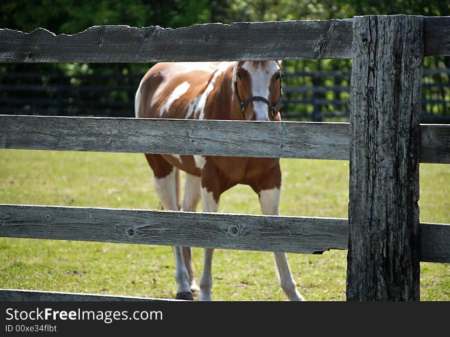 Young paint horse peeking between the fence rails. Young paint horse peeking between the fence rails.